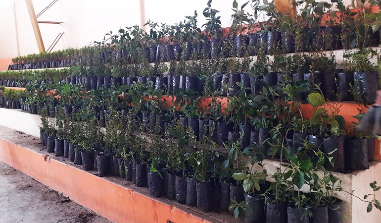 ENTREGA DE 3000 PLANTAS AL GRUPO DE JÓVENES SEMBRANDO VIDA