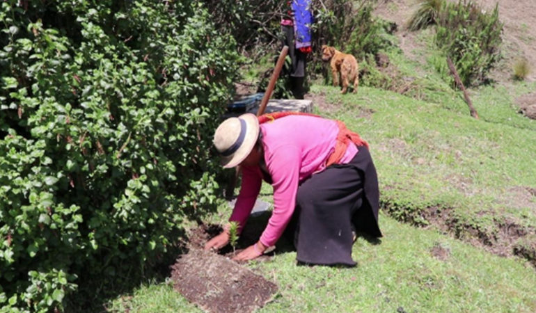 CONTINÚA LA REFORESTACIÓN DE ÁRBOLES EN LAS COMUNIDADES DE GUARANDA