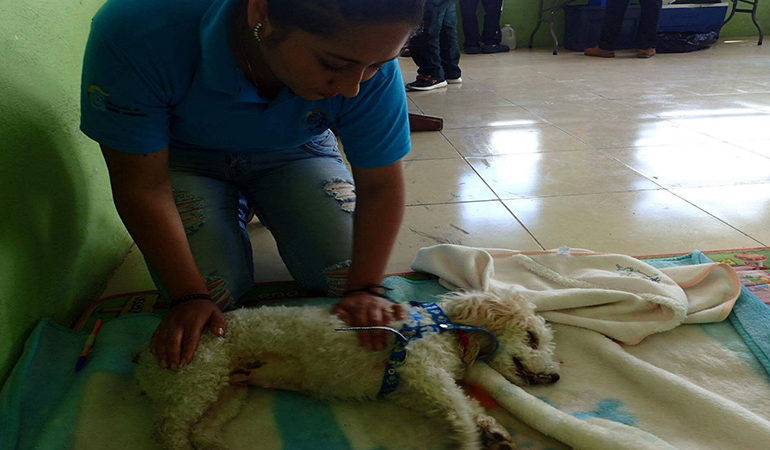 SE REALIZÓ CAMPAÑA DE ESTERILIZACIÓN EN GUARANDA