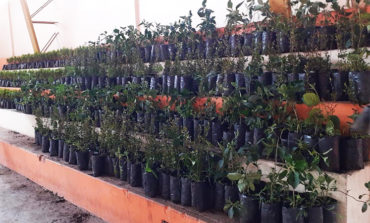 ENTREGA DE 3000 PLANTAS AL GRUPO DE JÓVENES SEMBRANDO VIDA