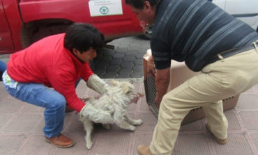 GAD. GUARANDA ACLARA SOBRE DESTINOS DE CANINOS RECUPERADOS EN LOS ESPACIOS PUBLICOS