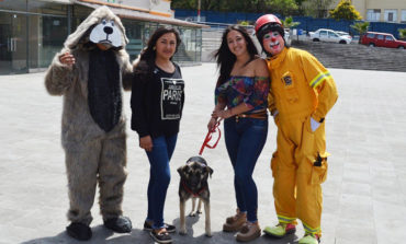 GAD-C-GUARANDA CONTINUA CON LA CAMPAÑA DE ADOPCIÓN CANINA Y FELINA, ¡¡ADOPTA  UN AMIGO!!NO COMPRES