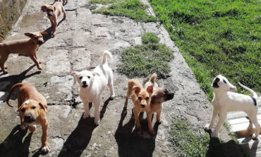 CAMPAÑA DE ADOPCIÓN (27 DE SEPTIEMBRE-PLAZA 15 DE MAYO) ¡¡ADOPTA  UN AMIGO!!NO COMPRES
