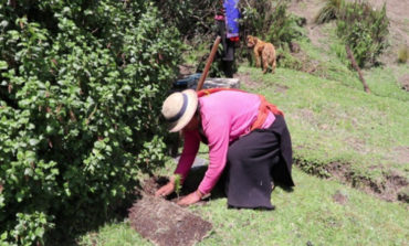 CONTINÚA LA REFORESTACIÓN DE ÁRBOLES EN LAS COMUNIDADES DE GUARANDA