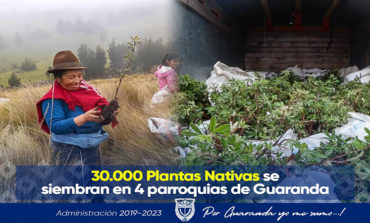30.000 PLANTAS NATIVAS SE SIEMBRAN EN 4 PARROQUIAS DE GUARANDA