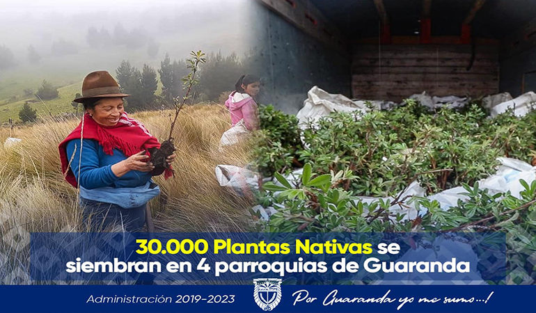 30.000 PLANTAS NATIVAS SE SIEMBRAN EN 4 PARROQUIAS DE GUARANDA